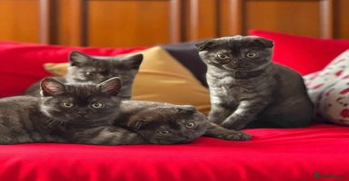 Scottish Fold cats - Advert 2