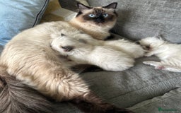 Ragdoll cats for sale: Ragdoll kittens for sale  - Image 7