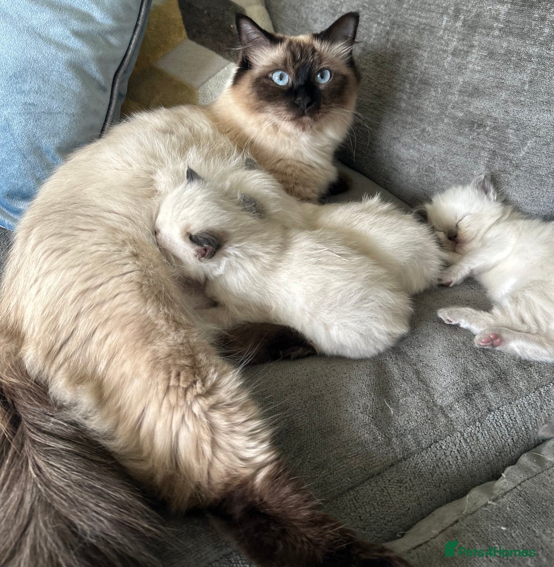 Ragdoll cats for sale: Ragdoll kittens for sale  - Image 7