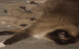 Ragamese cats for sale: ragamese kittens - Image 9