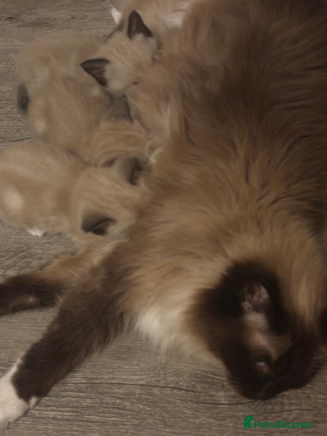 Ragamese cats for sale: ragamese kittens - Image 9