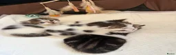 Mixed Breed cats for sale: Beautiful kittens looking for homes  - Advert 8
