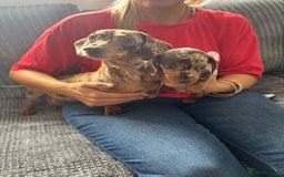 Miniature Dachshund dogs for sale: Miniature Dachshund Puppies - Image 4