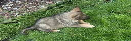 Shepsky dogs for sale: German shepherd husky x German shepherd  in Gravesend - Advert 20