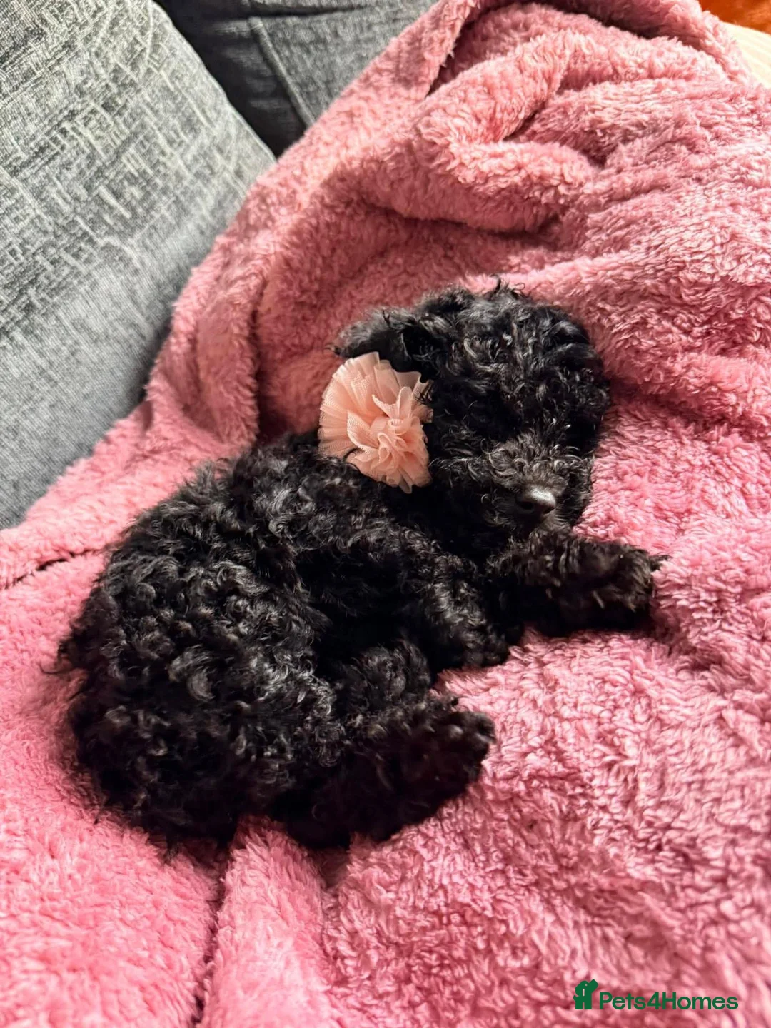 Cockapoo dogs for sale: Cockapoo Puppy Black - Advert 1