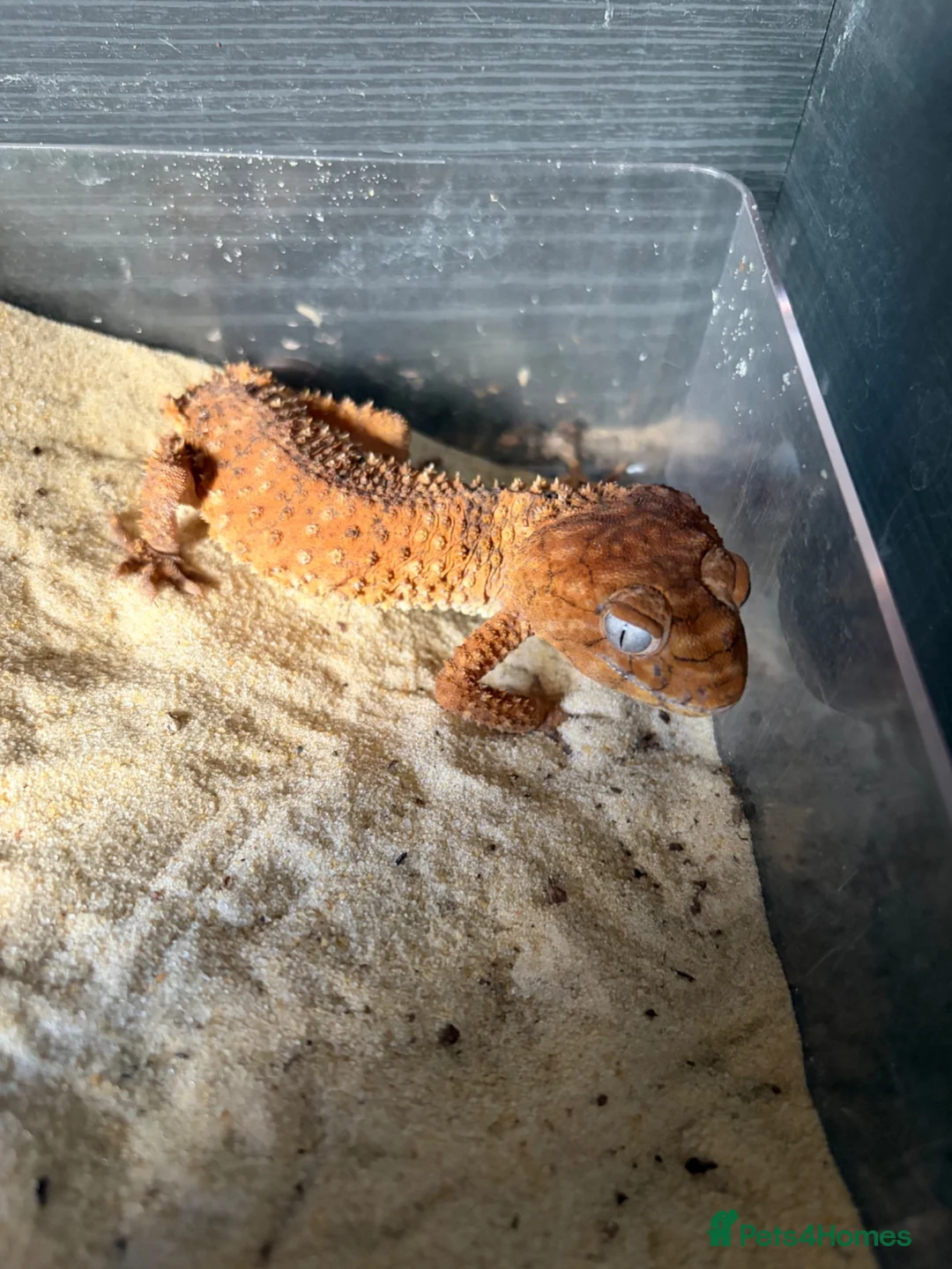 Gecko reptiles for sale: Nephrurus Amyae Knob Tail Gecko - Advert 2