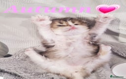 Scottish Fold cats for sale: TICA REGISTERED SCOTTISH BABIES  - Image 21
