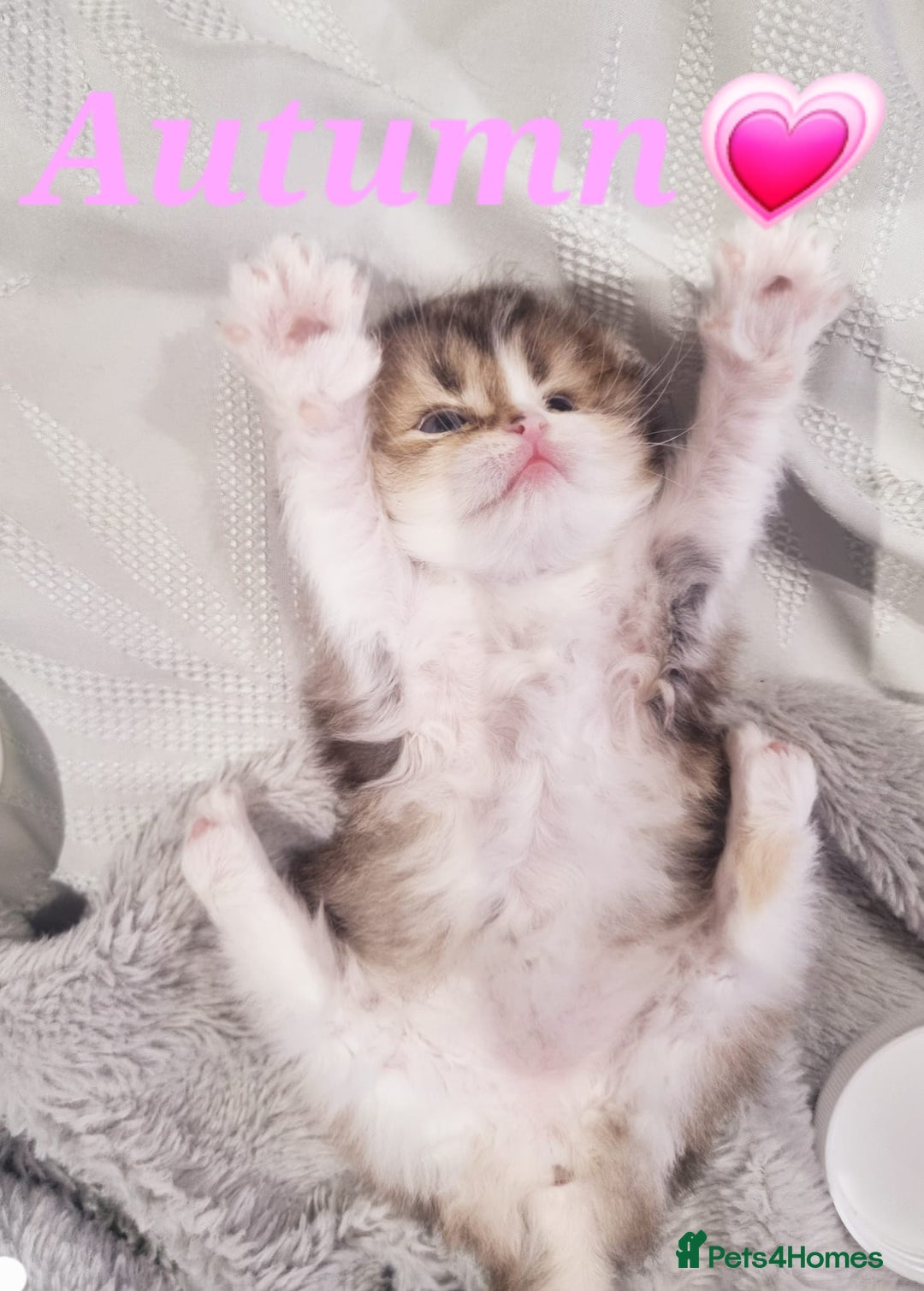 Scottish Fold cats for sale: TICA REGISTERED SCOTTISH BABIES  - Image 21