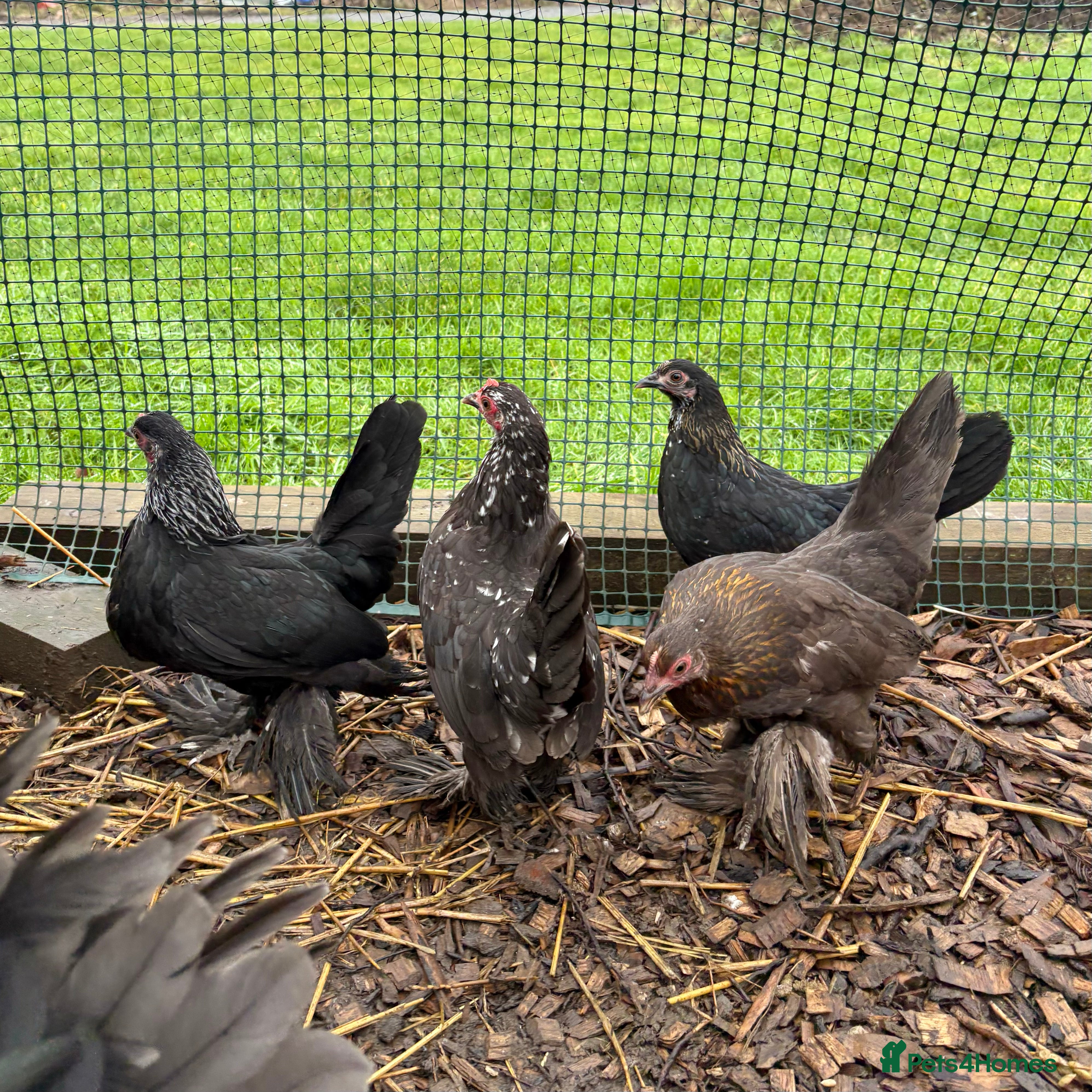 Chickens poultry Sablepoot/Booted Bantam Pullets - Advert 3