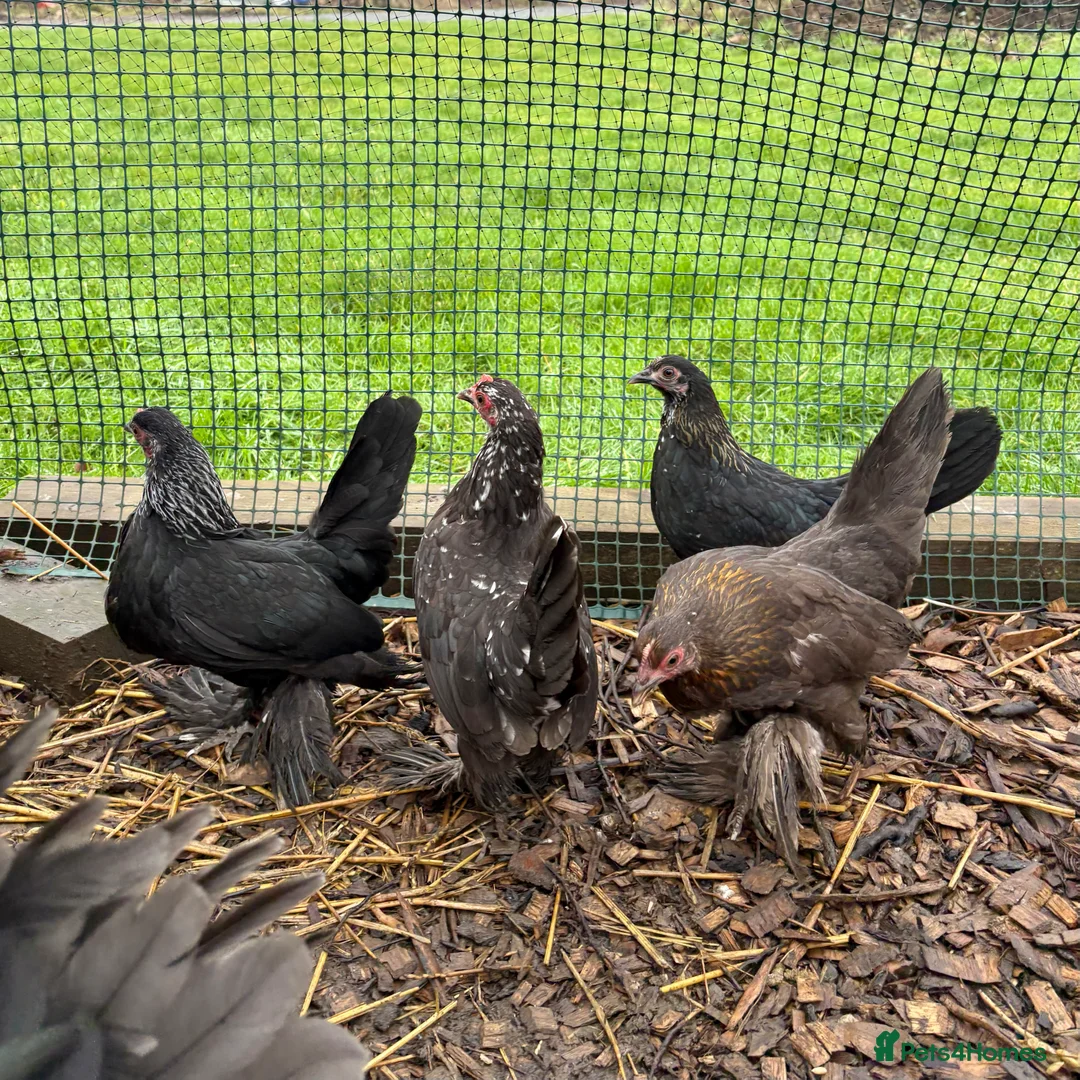 Chickens poultry for sale: Sablepoot/Booted Bantam Pullets - Advert 1