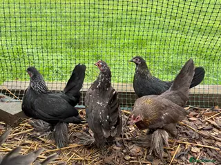 Chickens poultry Sablepoot/Booted Bantam Pullets - Advert 3