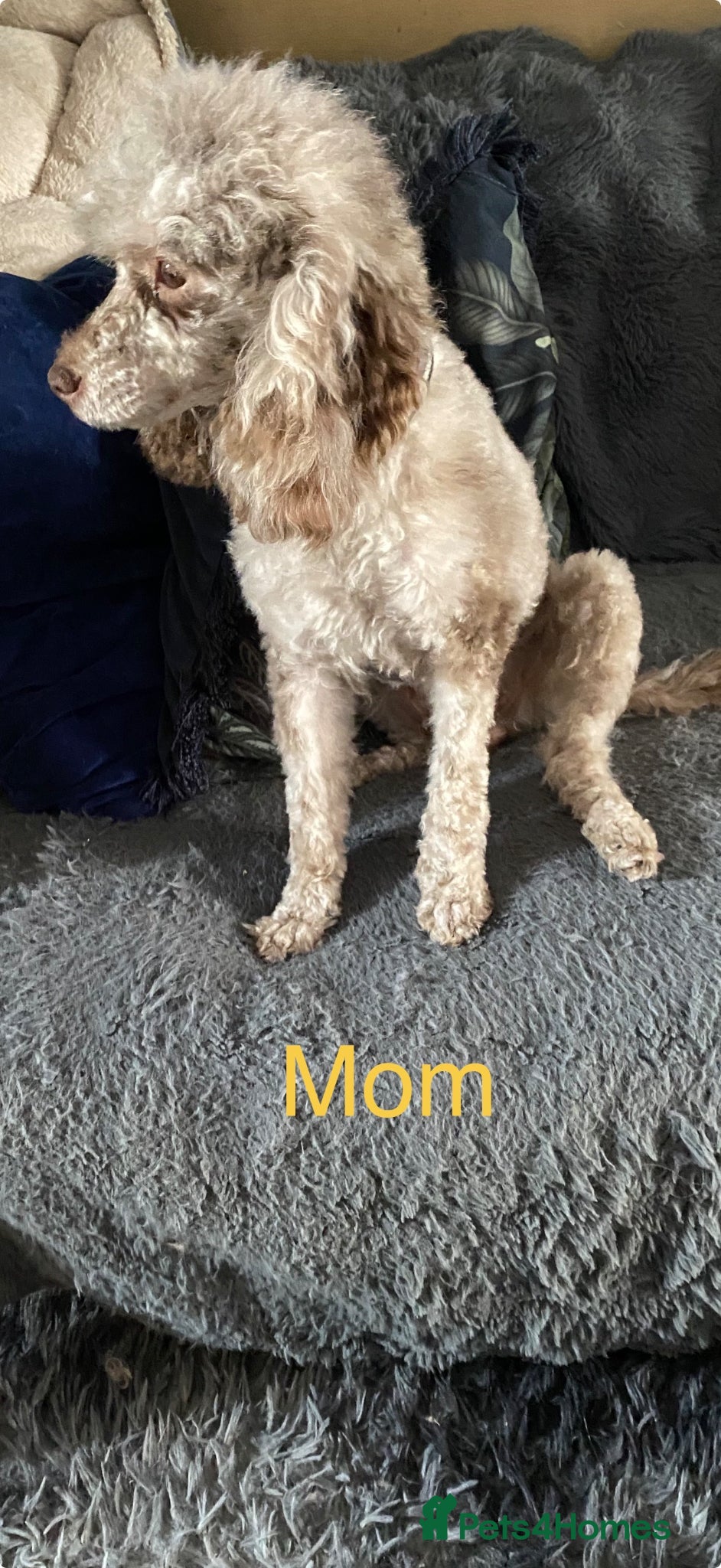 Mixed Breed dogs for sale: ✨ Outstanding Miniature Poodle Puppies for Sale ✨ - Advert 1