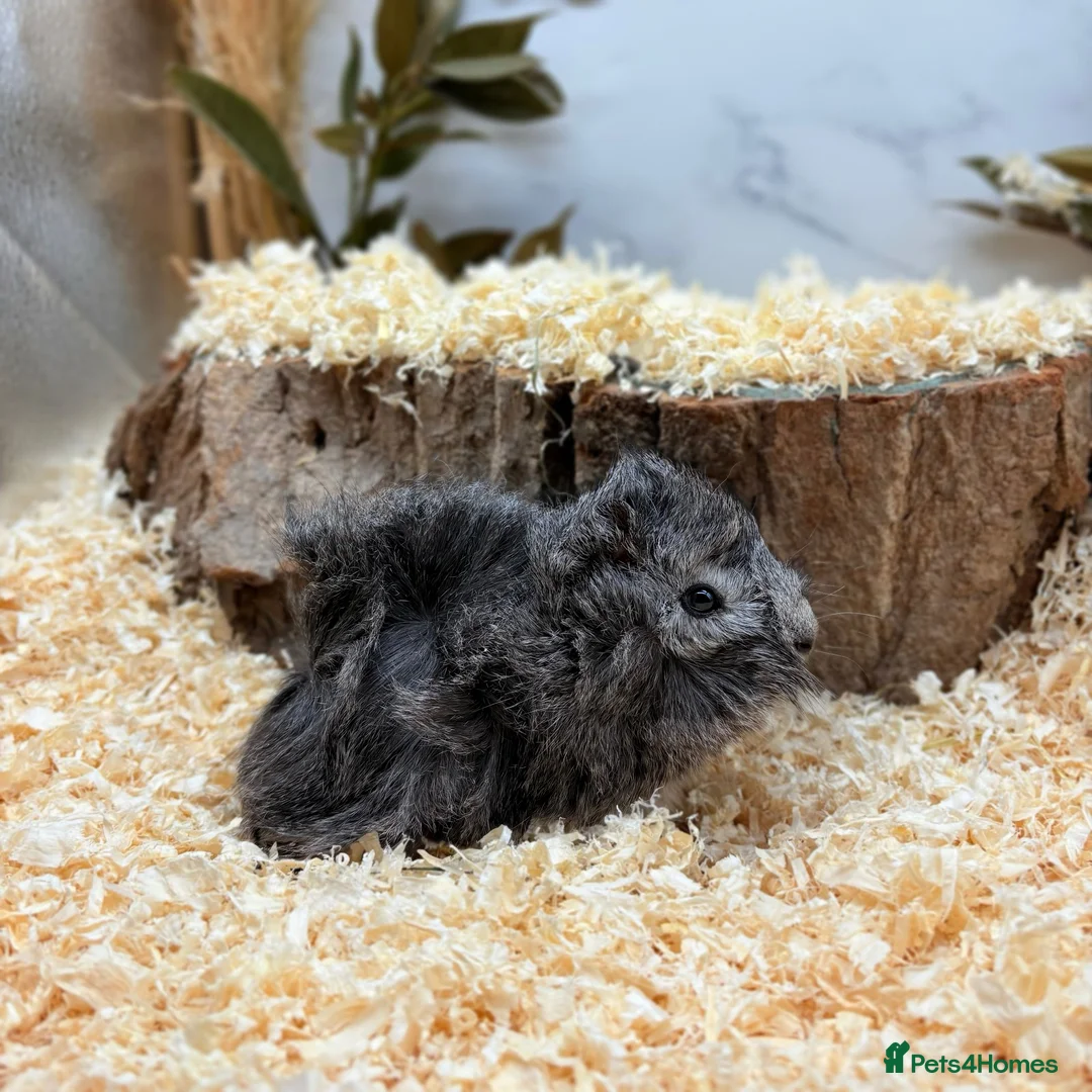 Guinea Pig rodents for sale: Multiple Guinea Pigs Available 💫💕🐹 - Advert 2