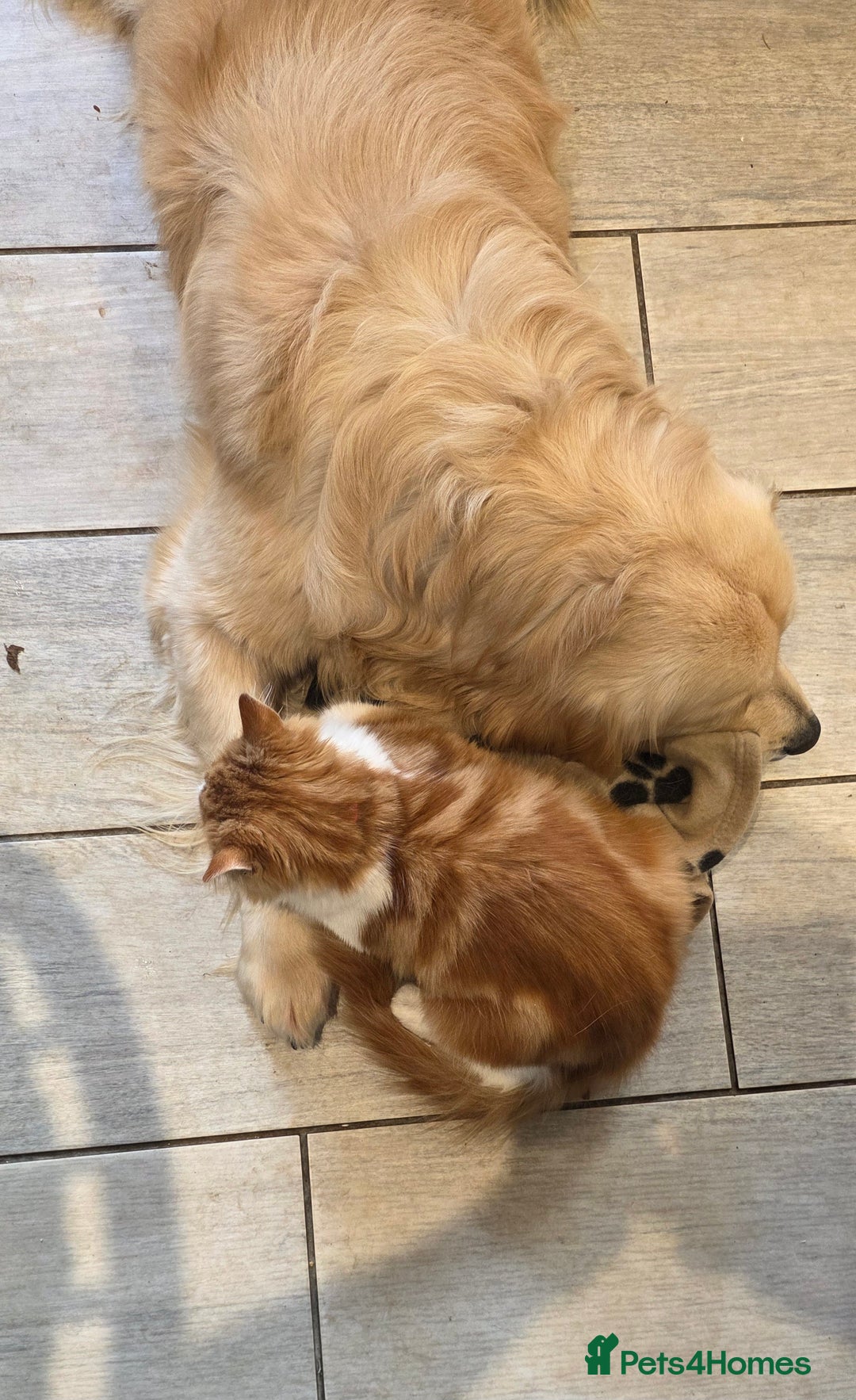 Golden Retriever dogs for sale: Golden retriever for rehoming - Advert 3