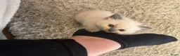 Ragdoll cats for sale: Beautiful Ragdoll kittens  - Advert 7