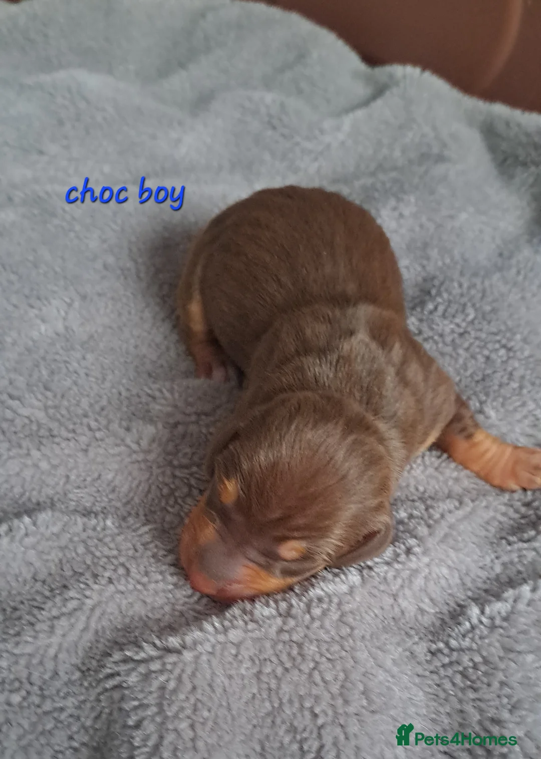 Dachshund dogs for sale: Miniature dachshund 1 girl left - Advert 14