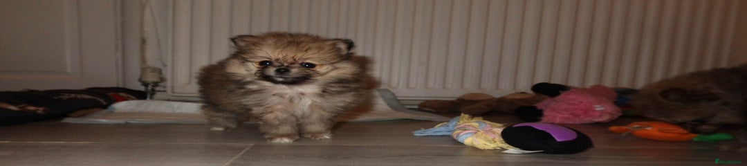 Pomeranian Puppy 1