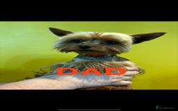 Yorkshire Terrier dogs for sale: Puree Yorkshire Terrier Puppies  - Image 8