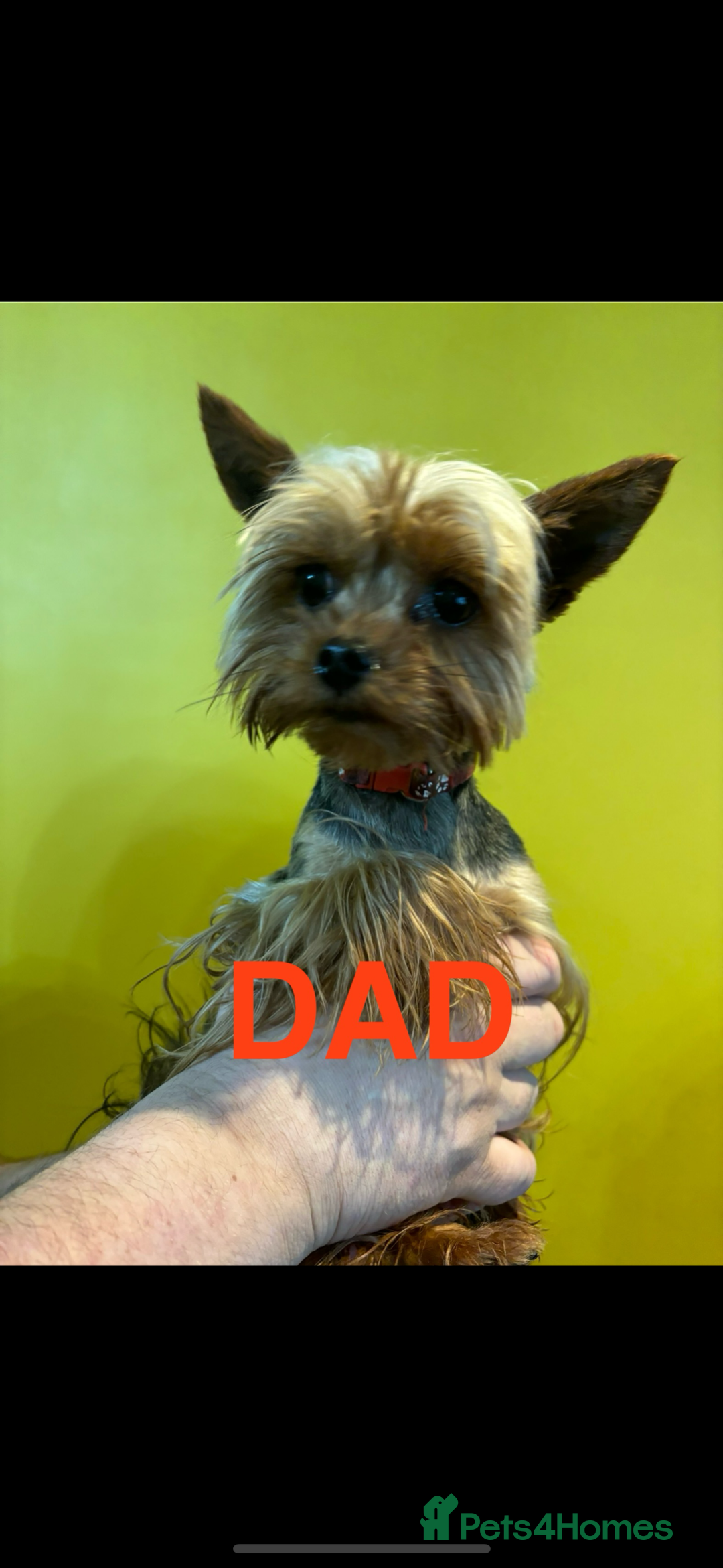 Yorkshire Terrier dogs for sale: Puree Yorkshire Terrier Puppies  - Image 8