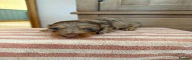 Miniature Dachshund 1