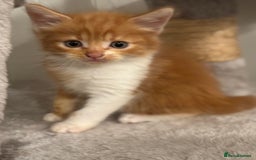 Domestic Shorthair cats for sale: Beautiful friendly Kittens  - Image 28