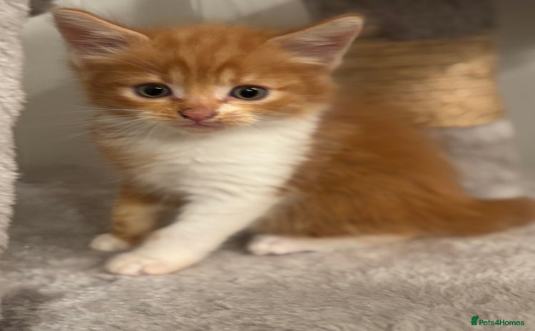 Domestic Shorthair cats - Advert 12