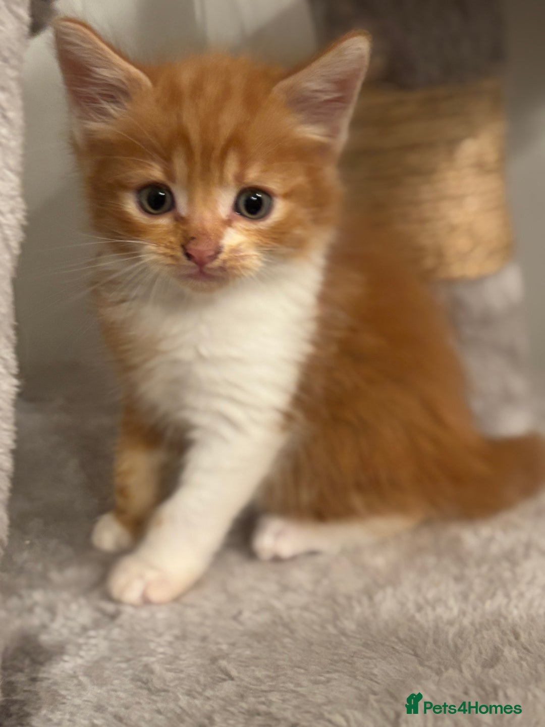 Domestic Shorthair cats for sale: Beautiful friendly Kittens  - Image 28