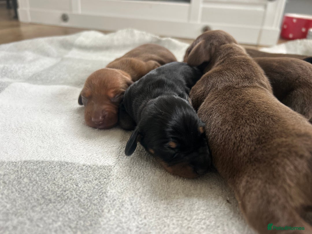 Miniature Dachshund dogs for sale: 1 left KC, PRA Clear, miniature dachshund pups  - Image 13
