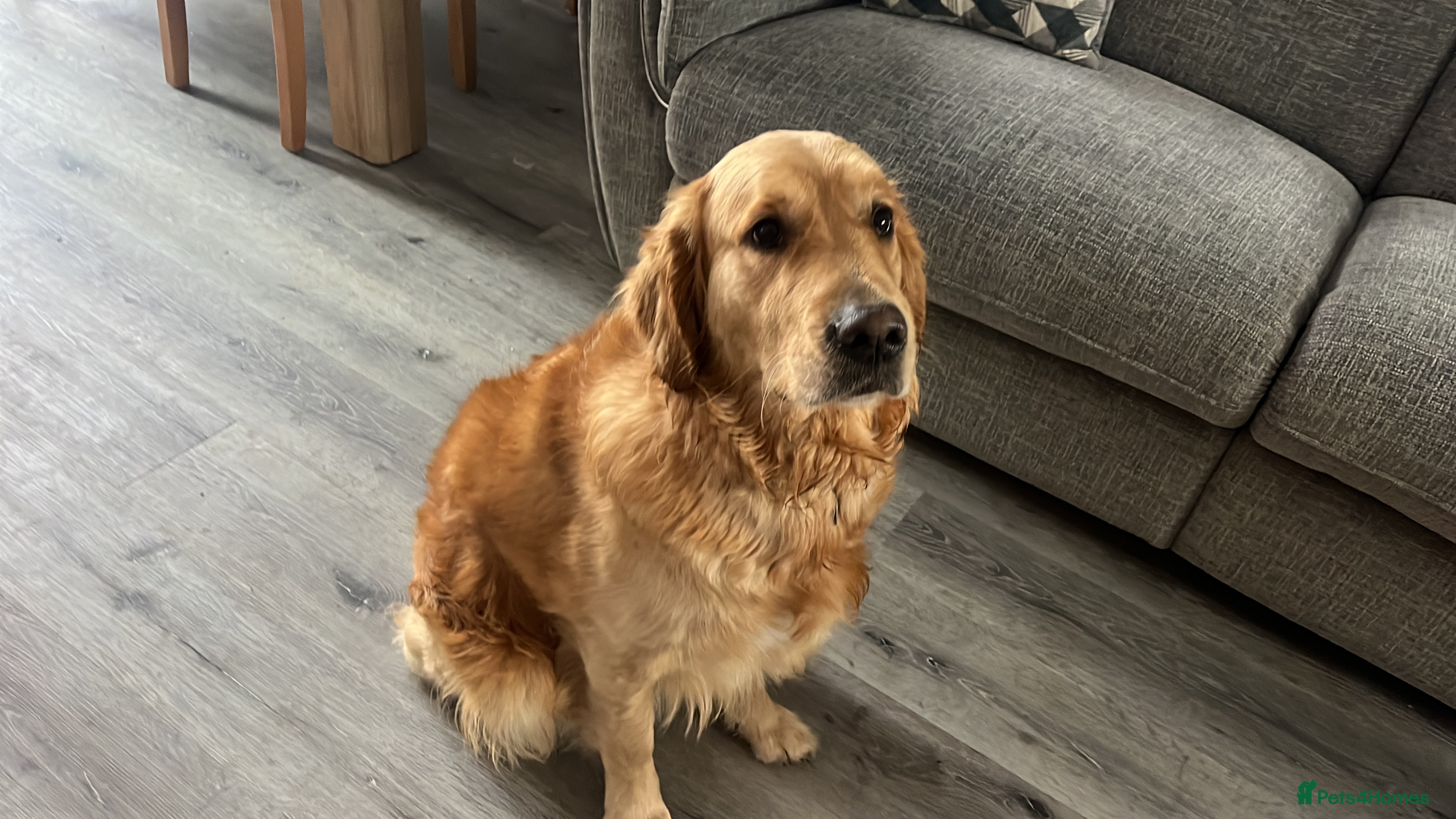 Golden Retriever dogs Golden retriever puppies  - Advert 18