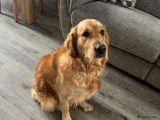 Golden Retriever dogs Golden retriever puppies - Advert 6