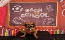 Mixed Breed dogs for adoption: 💖🐶 SANDY 🐶💖 - Image 5