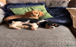 Cockalier dogs for sale: Rehoming Two Young Female Spaniels  - Image 17