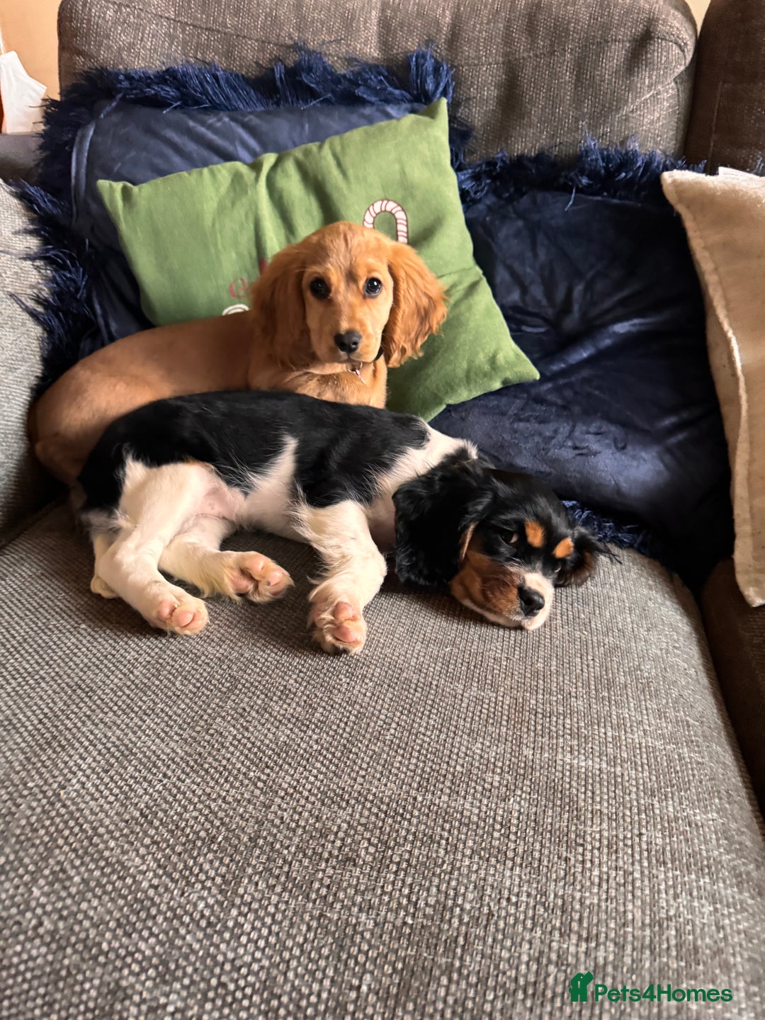 Cockalier dogs for sale: Rehoming Two Young Female Spaniels  - Image 17