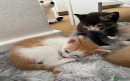 Mixed Breed cats for sale: Kittens for sale  - Image 15