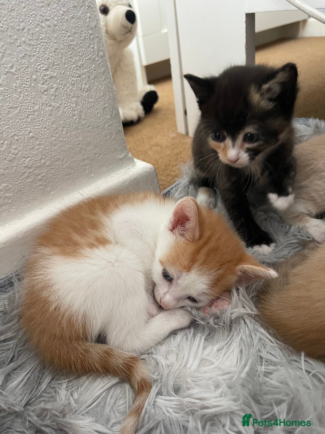 Mixed Breed cats for sale: Kittens for sale  - Image 15