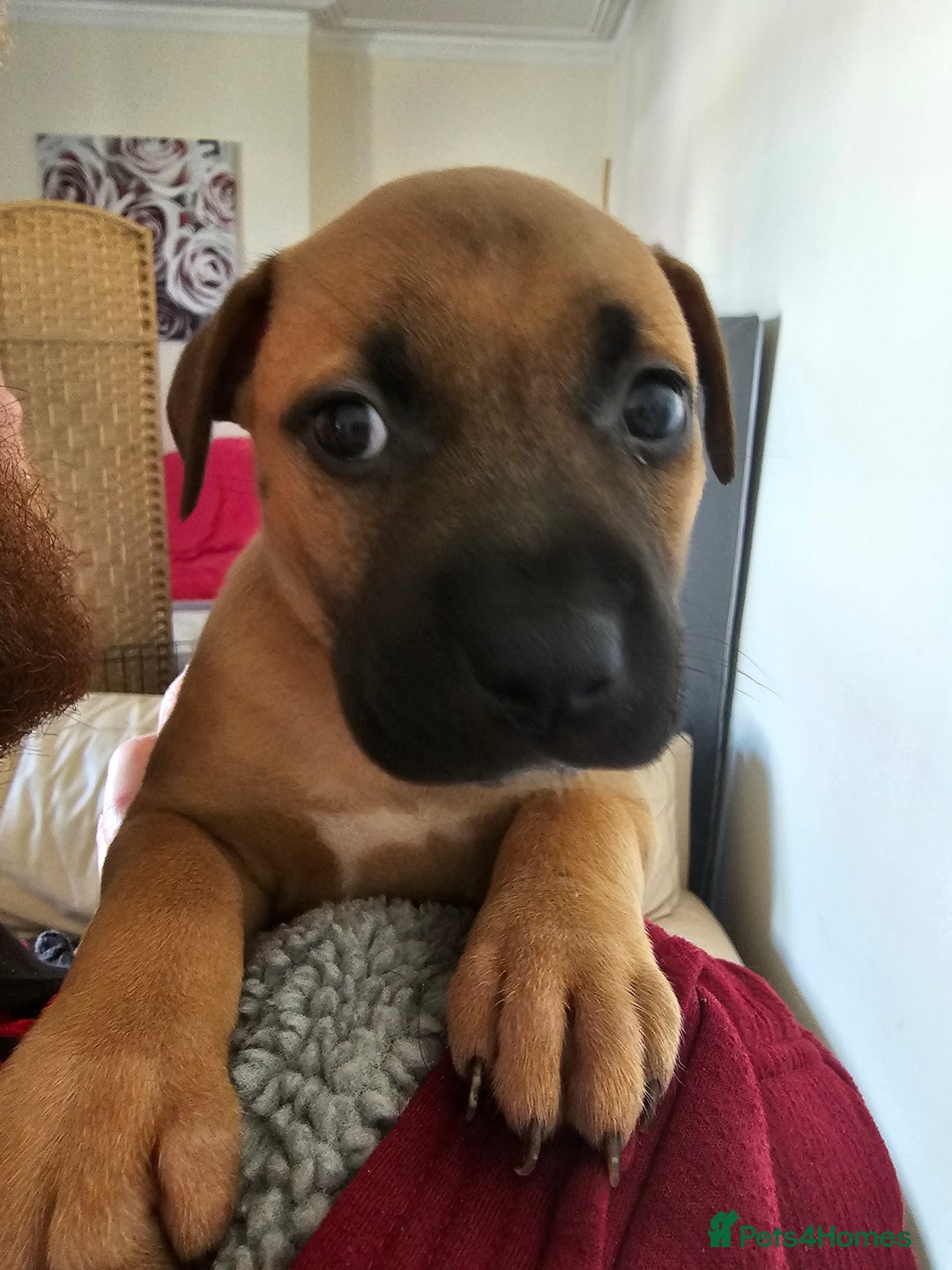 Bullmastiff dogs for sale: Bullmastiff puppy female  - Image 7