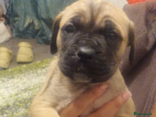 Cane Corso dogs Fawn cane corsos - Advert 2