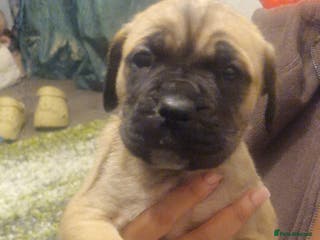 Cane Corso dogs Fawn cane corsos - Advert 4