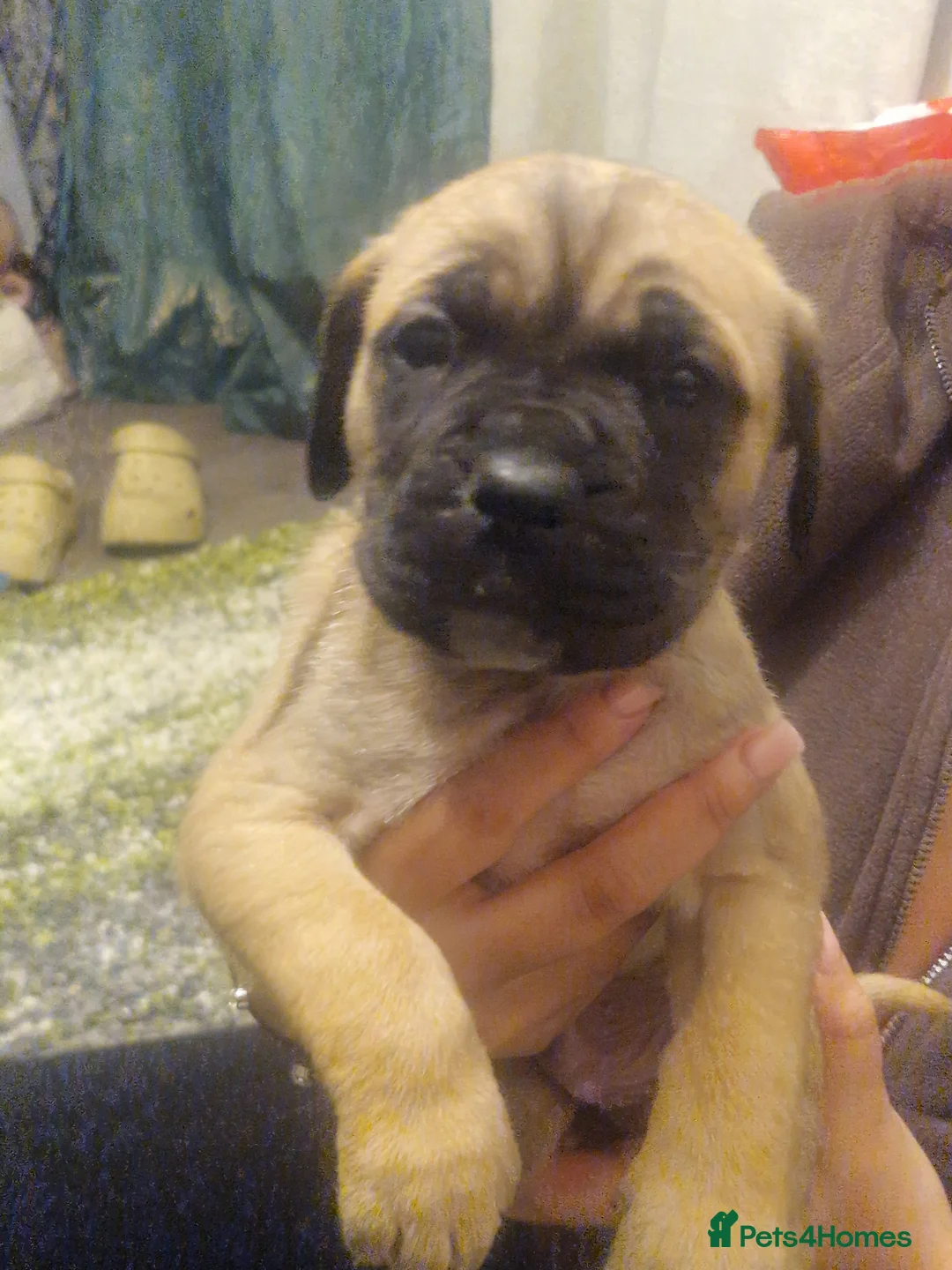 Cane Corso dogs for sale: Fawn cane corsos males £650 females £700 - Advert 3