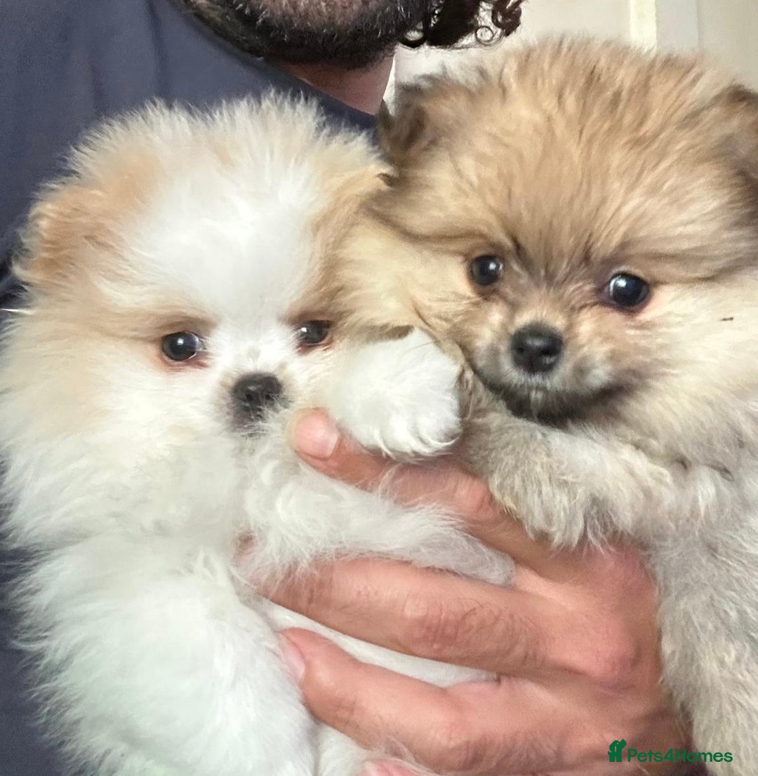 Pomeranian dogs for stud: Olaf white Pomeranian stud in Liverpool - Image 19