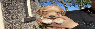 Cocker Spaniel Puppy 2