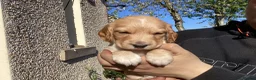 Cocker Spaniel dogs for sale: Cocker spaniel pups  - Advert 8