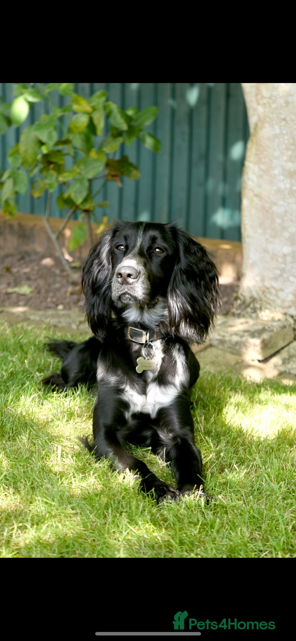 Cocker Spaniel dogs 4 and a half year old cocker spaniel for sale - Advert 1