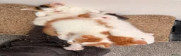 Mixed Breed cats for sale: 5 gorgeous playful little ones  - Advert 20