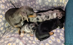 Miniature Dachshund dogs for sale: Mini Dachshund Puppies, Gorgeous Colours & Coats - Image 17