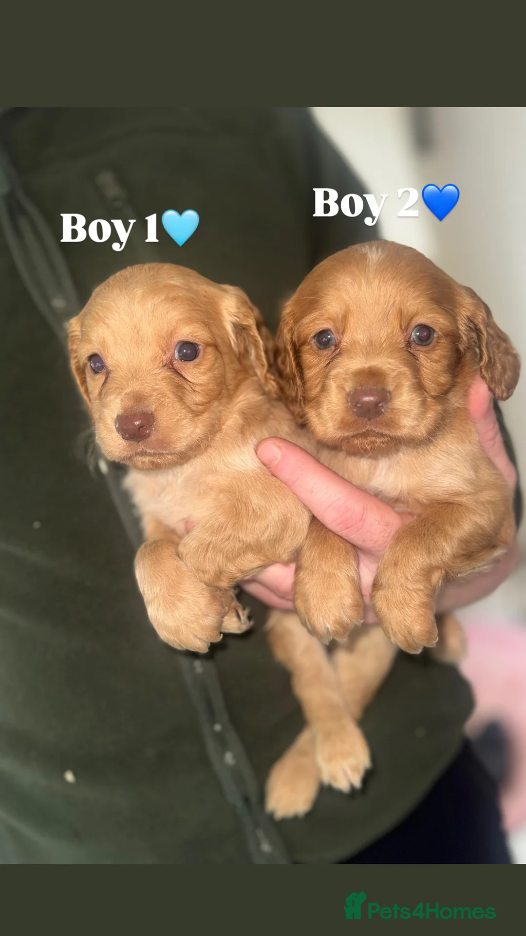 Cocker Spaniel dogs for sale: Cocker Spaniel Puppies.  - Advert 17