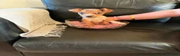 Jack Russell dogs for sale: Jack russell - Advert 4