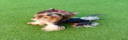 Yorkshire Terrier dogs for sale: Beautiful Yorkshire terrier pups🩵🩷 - Advert 32