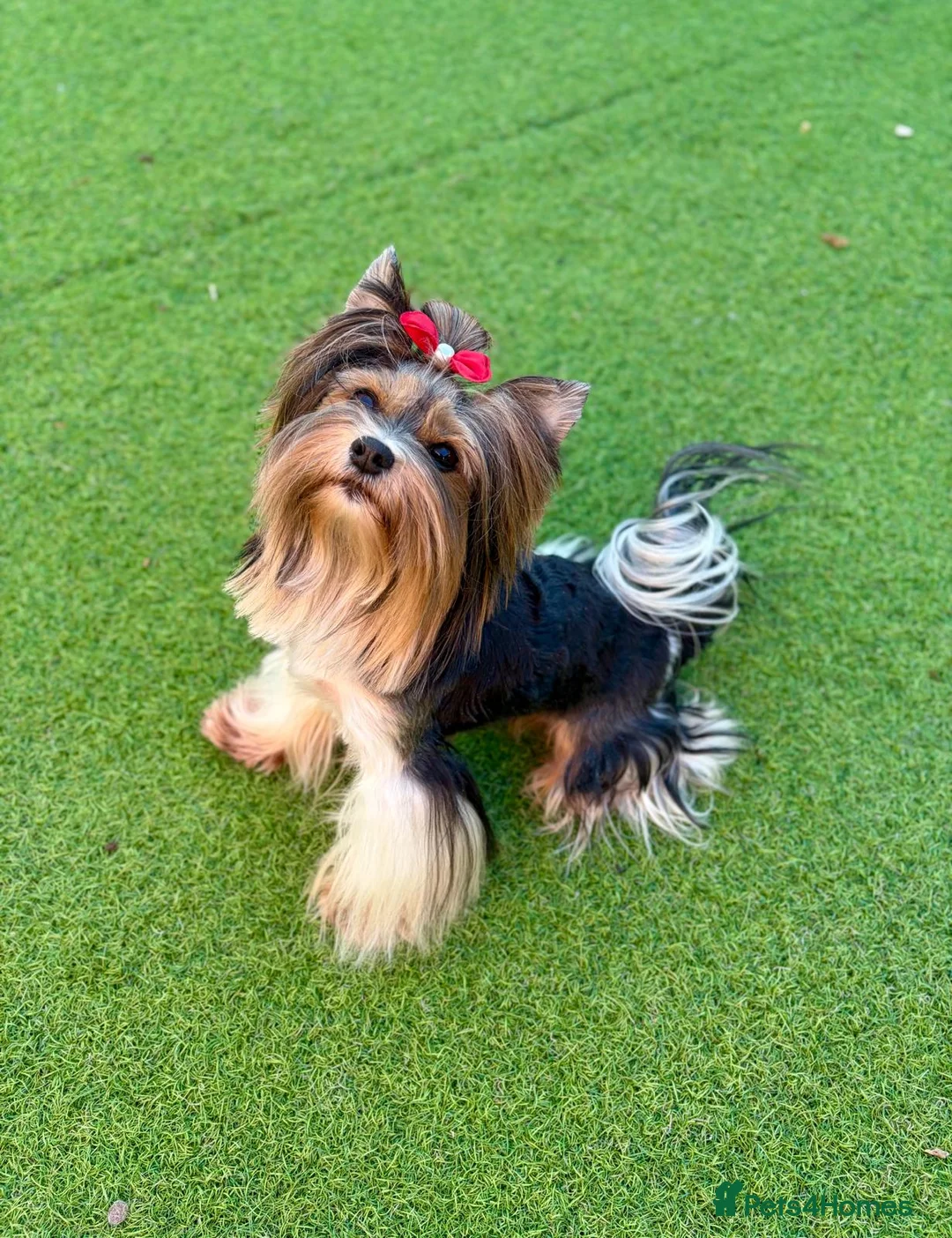 Yorkshire Terrier dogs for sale: Beautiful Yorkshire terrier pups🩵🩷 - Advert 32