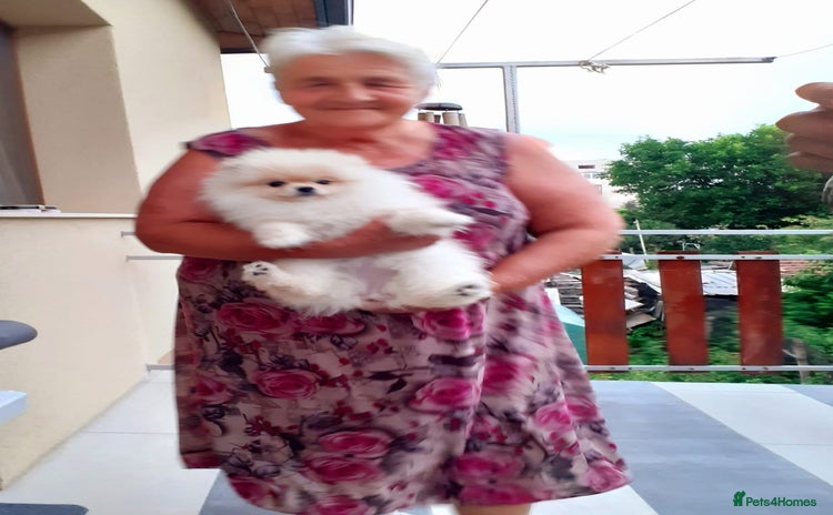 Pomeranian dogs - Advert 8
